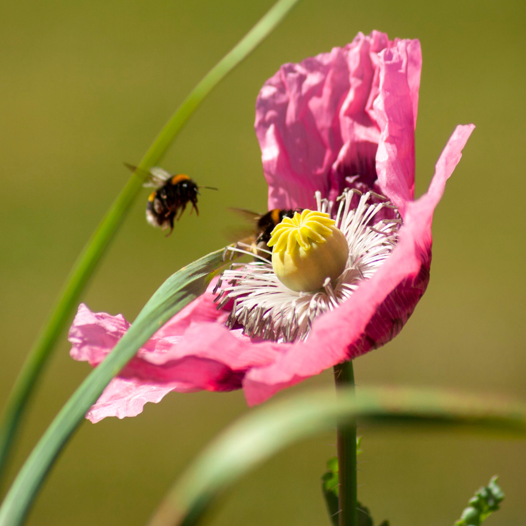 Bees: protecting our pollinators