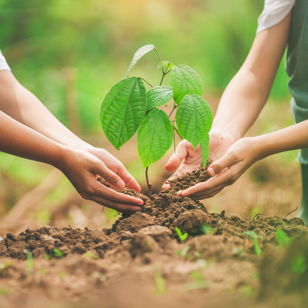 LMP Group promotes environmental sustainability through “Trees” initiative
